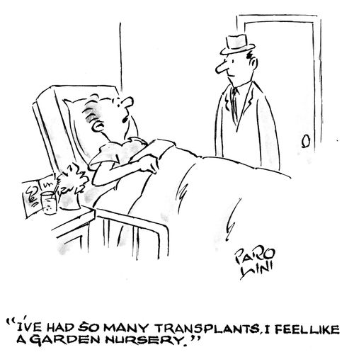 'I've had so many transplants, I feel like a garden nursery.'