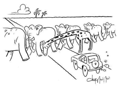 Giraffe's neck being used for a pedestrian crossing.