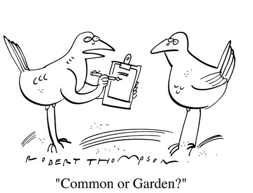 A Bird answering a questionnaire "Common or garden?"