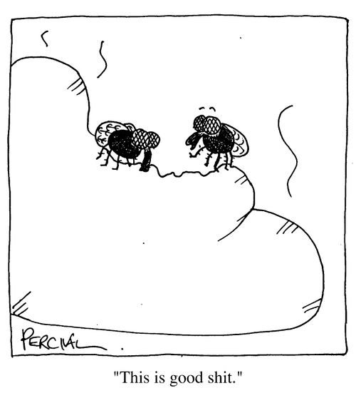 Flies - 'This is good st.'