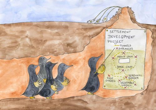 Moles examine settlement development project.