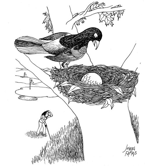 Golf Ball in Nest.