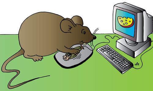 The Computer Mouse Reversal