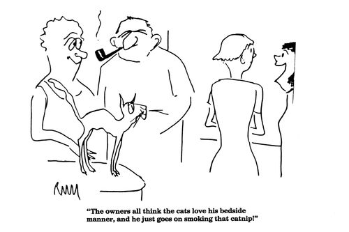 'The owners all think the cats love his bedside manner...'