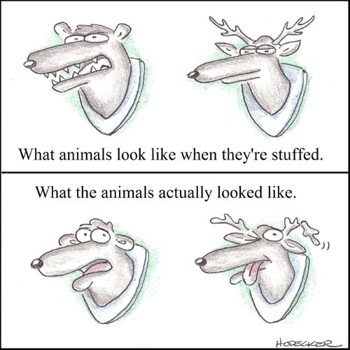 What animals look like when they're stuffed. What the animals actually looked like.