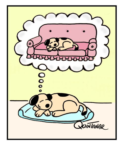 Dog dreams of sleeping on the couch.