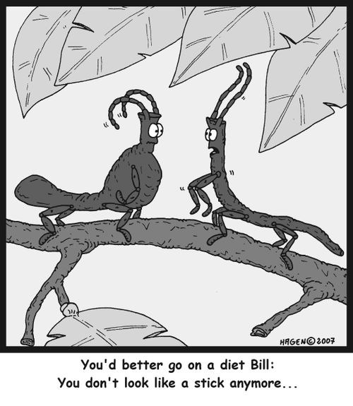 You'd better go on a diet Bill: You don't look like a stick anymore...