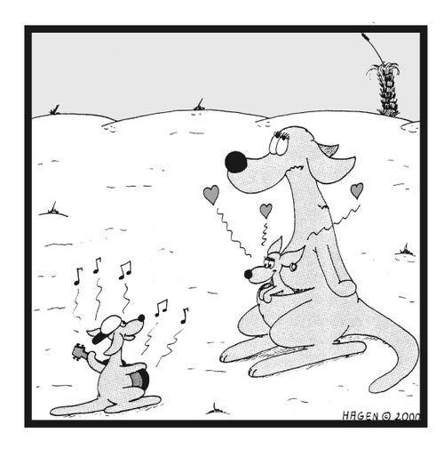 Boy kangaroo serenading girl kangaroo