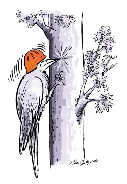 Woodpecker wearing hard hat.