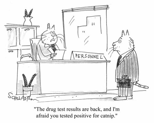 "I'm afraid you tested positive for catnip"