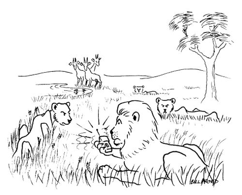 Lionesses angry at lion as his mobile phone has gone off while stalking gazelle