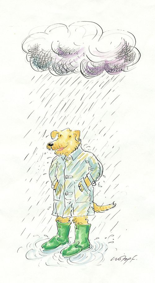 Dog in the rain.