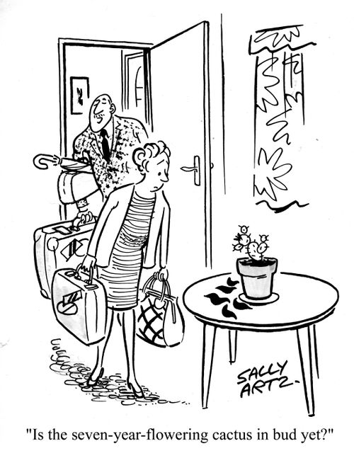 'Is the seven year flowering cactus in bud yet?'