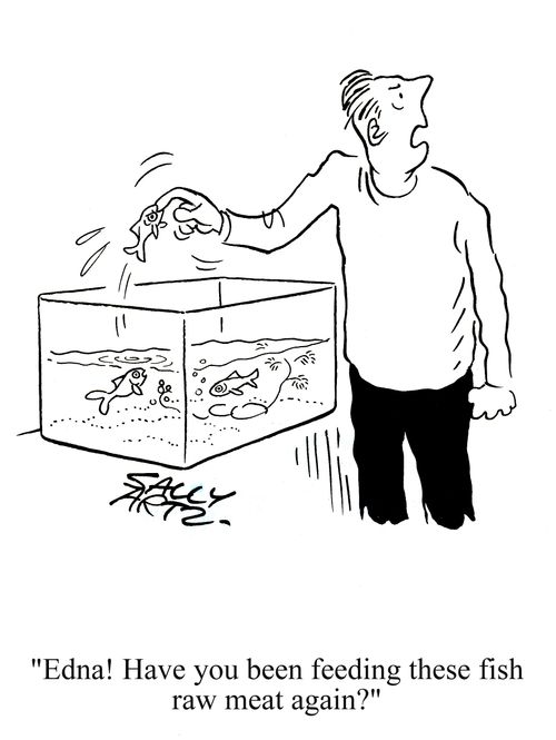 'Edna! Have you been feeding these fish raw meat again?'