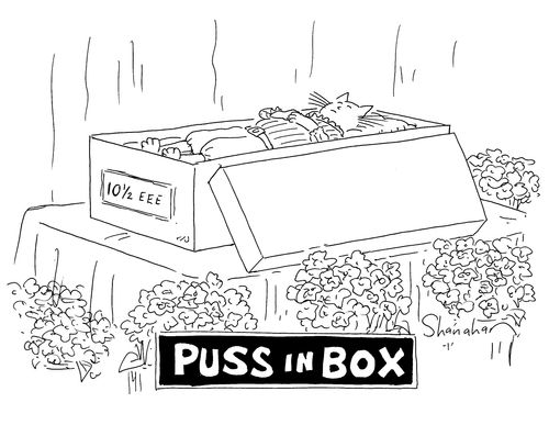 'Puss in Box'