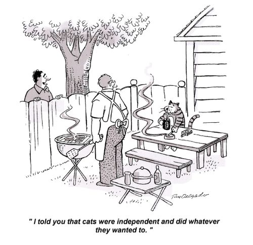 'I told you that cats were independent and did whatever they wanted to.'