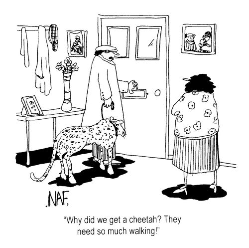 "Why did we get a Cheetah? They need so much walking."