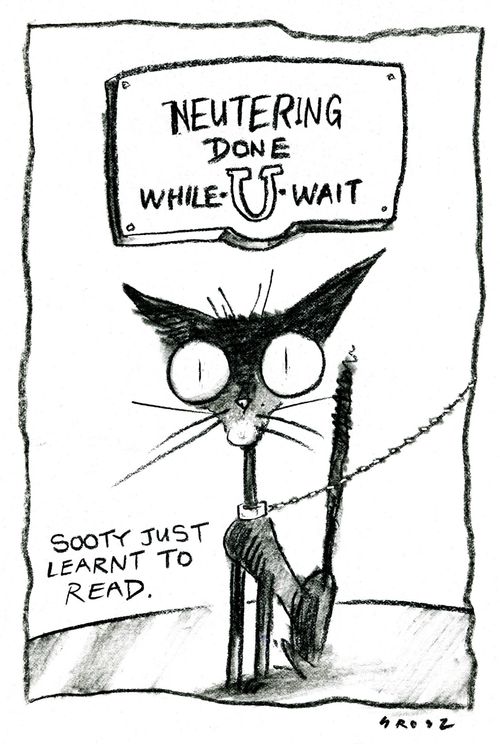 Neutering done while you wait: Sooty just learnt to read.
