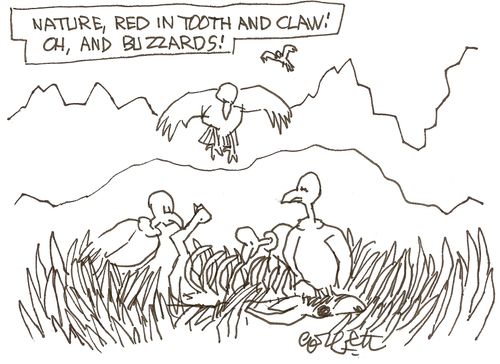 Nature, Red in Tooth and Claw!  Oh, and buzzards!