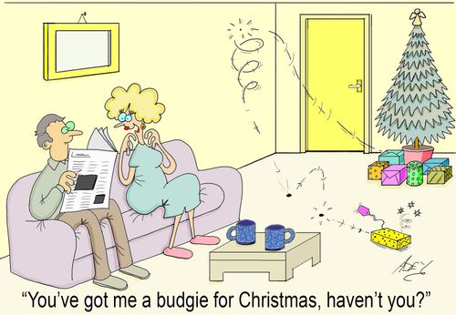 budgie for xmas