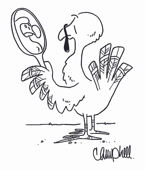 Thanksgiving turkey looks in mirror and sees a dodo.