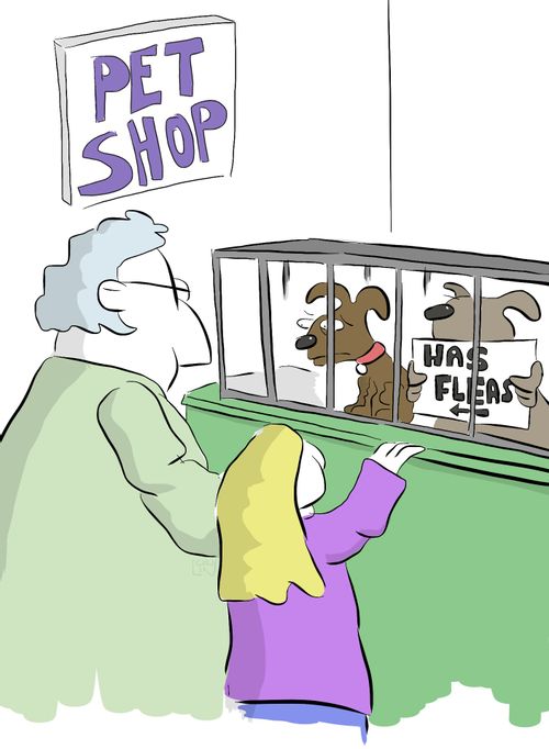 Dog in pet shop beats the competition by hold a sign saying 'Has Fleas'.