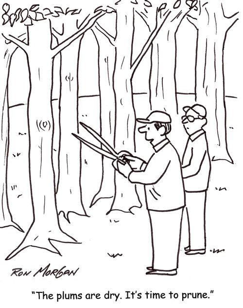 'The plums are dry. It's time to prune.'