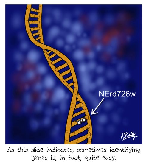 'As this slide indicates, sometimes identifying genes is, in fact, quite easy.'