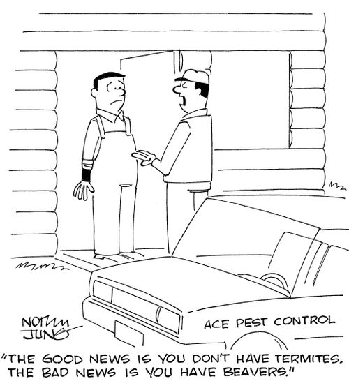 'The good news is you don't have termites. The bad news is you have beavers.'