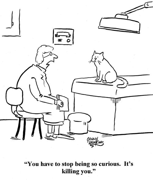 MD to cat: 'You have to stop being so curious. It's killing you.'