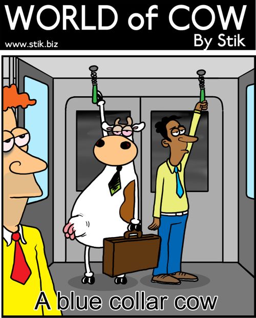 A blue collar cow.
