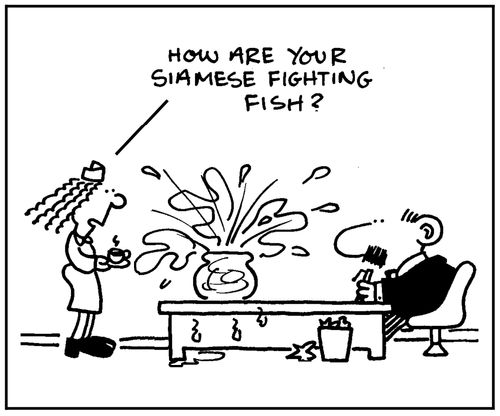 'How are your Siamese fighting fish?'