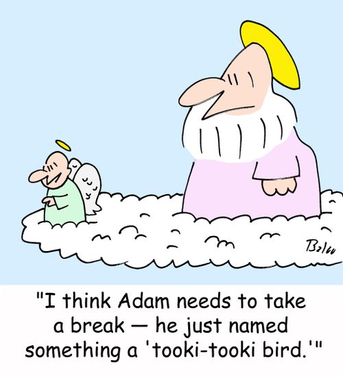 'I think Adam needs to take a break -- he just named something a 'tooki-tooki bird.''