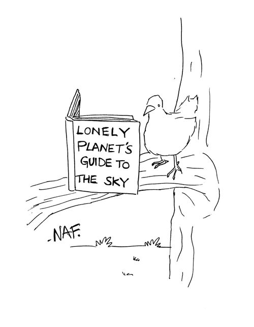 Bird on branch reading a book called 'Lonely Planet's guide to the sky'.