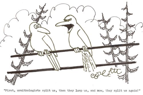 'First, ornithologists split us, then they lump us, and now, they split us again!'