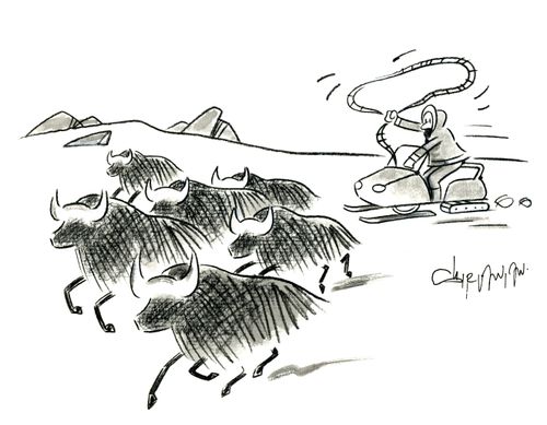 Rounding up Bulls.