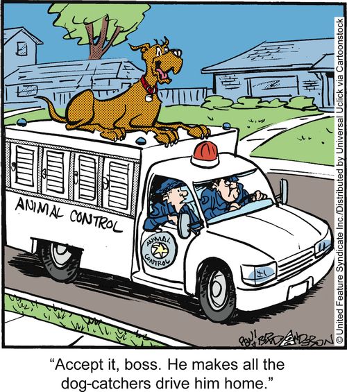 'Accept it, boss. He makes all the dog-catchers drive him home.'