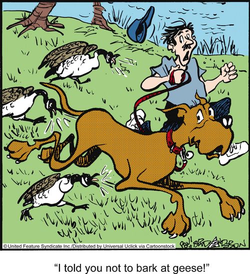 'I told you not to bark at geese!'