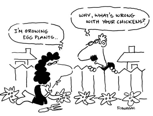I'm growing egg plants... Why, what's wrong with your chickens?