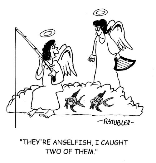 Angelfish.