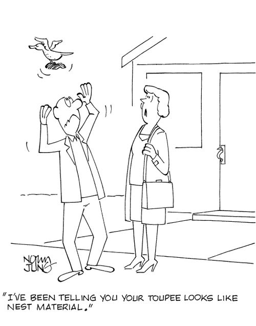 'I've been telling you your toupee looks like nest material.'