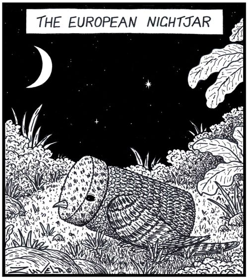 A European Nightjar in the form of a Jar