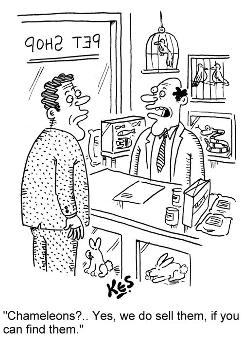 'Chameleons?.. Yes, we do sell them, if you can find them.'