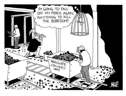 'I'm going to fall off my perch again.  Anything to kill the boredom!'