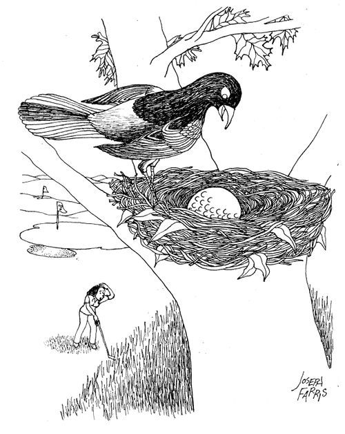 Golf ball in birds nest