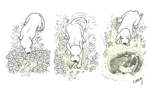 Dog digs for a bone only to find the remains of a previous dog grasping a bone in its mouth.