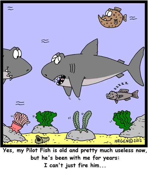 'Yes, my Pilot Fish is old and pretty much useless now, but he's been with me for years: I can't just fire him...'