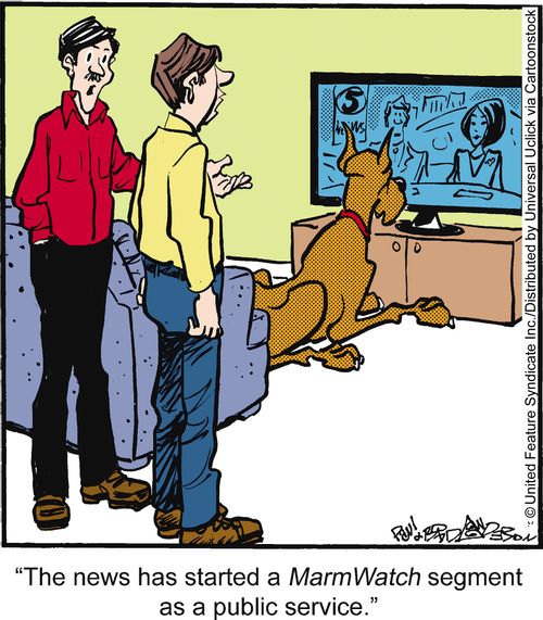 'The news has started a MarmWatch segment as a public service.'