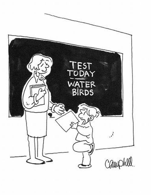 Kid standing on one leg hands test on water birds to teacher.