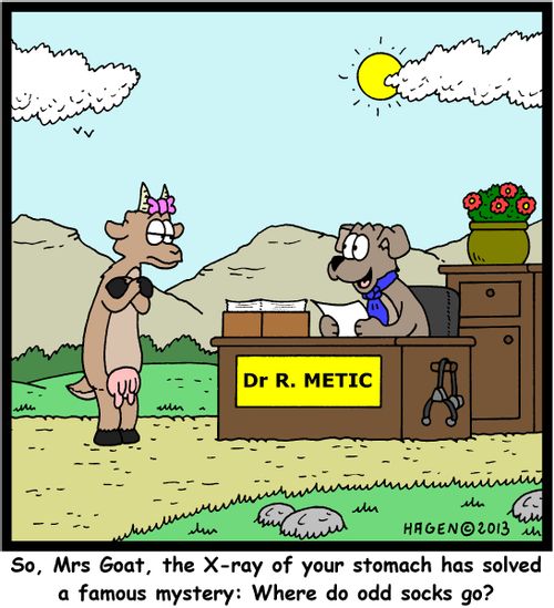 'So, Mrs Goat, the X-ray of your stomach has solved a famous mystery: Where do odd socks go?'